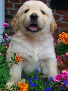 Chiot Golden Retriever Mignon