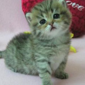 Chaton Adorable avec Cœur