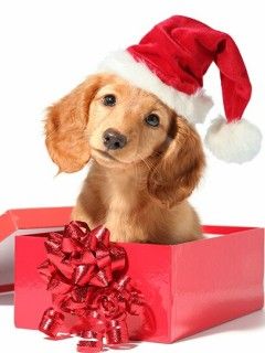 Chiot Mignon avec Chapeau de Noël