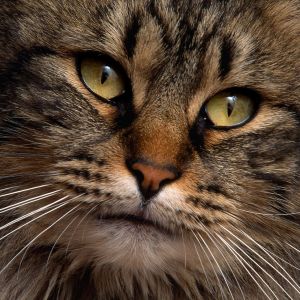 Chat Majestueux en Gros Plan