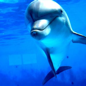 Dauphin souriant sous l'eau