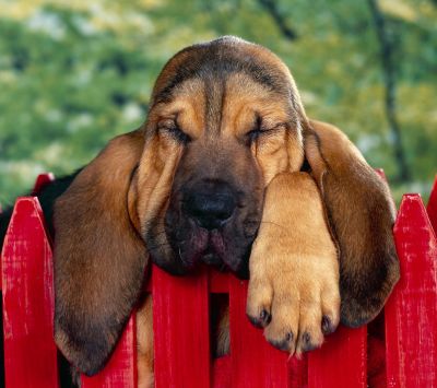 Chien Endormi Mignon