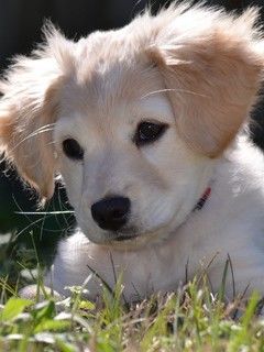 Chiot Mignon dans l'Herbe