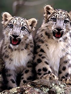 Bébés Léopards des Neiges