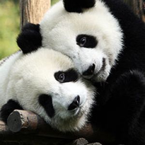 Pandas Mignons