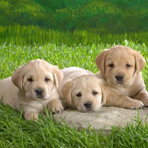 Chiots Labrador Adorables