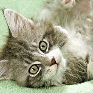Chaton Gris Adorable