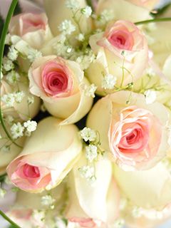 Magnifique Bouquet de Roses Roses