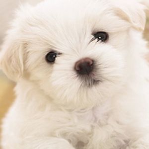 Chiot Blanc Adorable