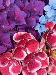 Hortensias Colorées