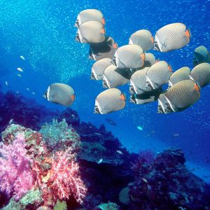 Poissons Colorés sur un Récif de Corail