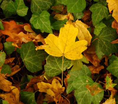 Feuilles d'Automne et Lierre