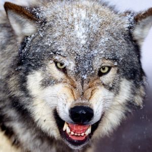 Loup Féroce dans la Neige