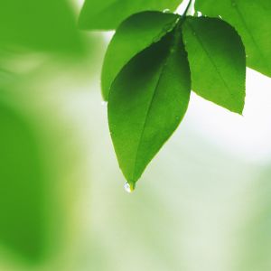 Feuilles Vertes Fraîches