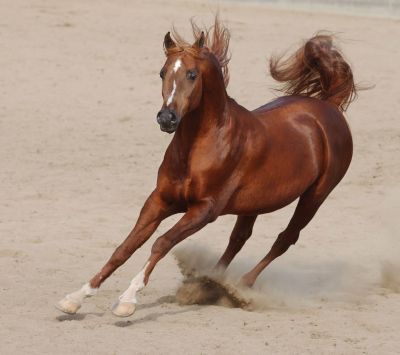 Cheval Courant