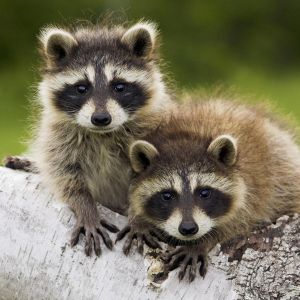 Bébés ratons laveurs adorables