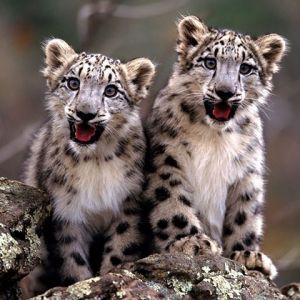 Bébés Léopards des Neiges