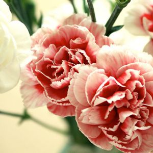 Magnifique Bouquet de Œillets