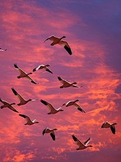 Oiseaux Volant au Coucher de Soleil