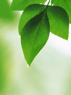 Feuilles Vertes Fraîches avec Goutte d'Eau