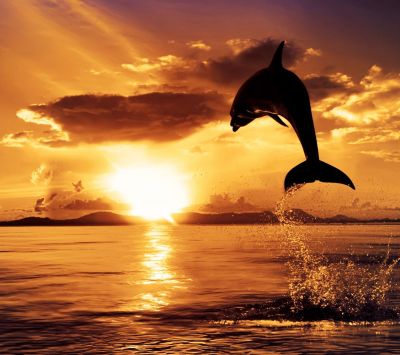 Dauphin Sautant au Coucher de Soleil