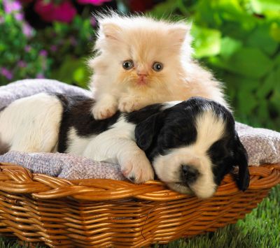 Chiot et Chaton Mignons Ensemble