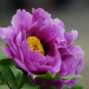 Fleur Violette Vibrante