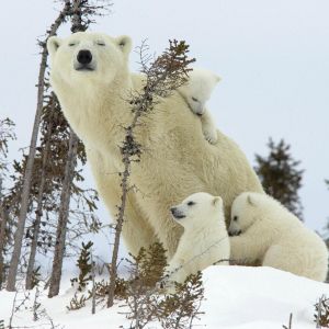 Famille d'Ours Polaires