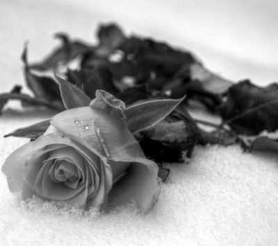 Rose en Noir et Blanc