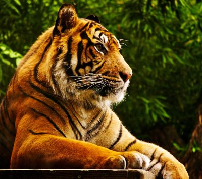 Tigre Majestueux dans la Nature