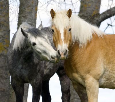 Beaux Chevaux dans la Nature