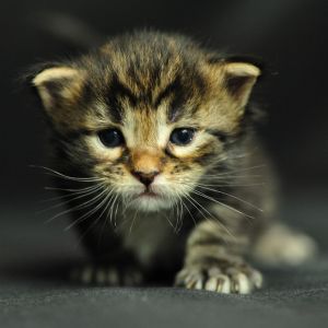 Gros Plan de Chaton Adorable