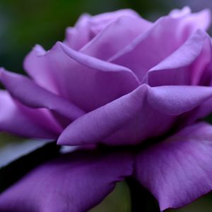 Belle Rose Violette