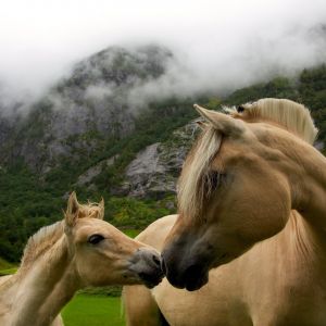 Chevaux dans la Nature