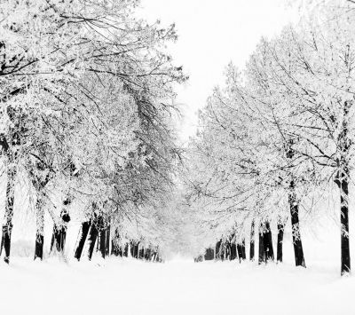 Arbres d'Hiver