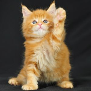 Mignon Chaton Orange