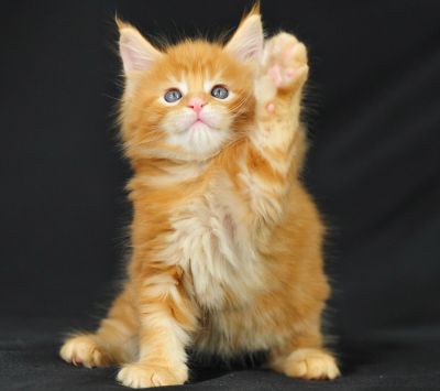 Mignon Chaton Orange