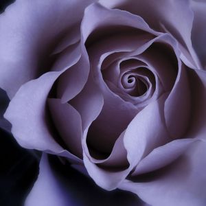 Rose Pourpre Élégante
