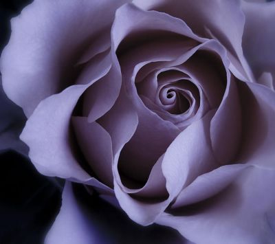 Rose Pourpre Élégante