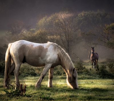 Chevaux Majestueux dans la Nature