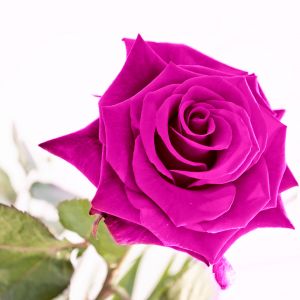 Rose Rose Vibrante