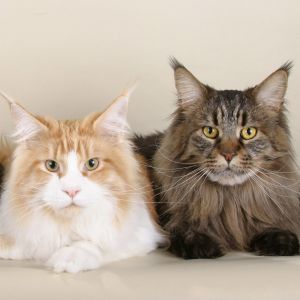 Chats Maine Coon