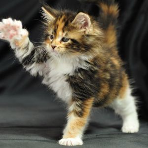 Chaton Joueur