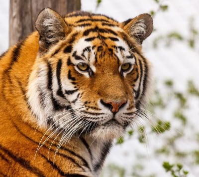 Tigre Majestueux en Gros Plan
