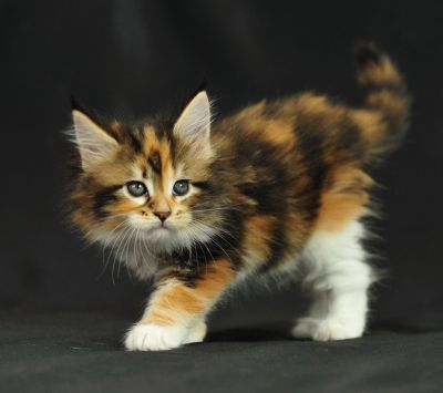 Chaton Calico Adorable