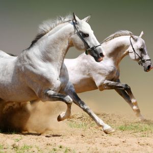 Chevaux Blancs Courant