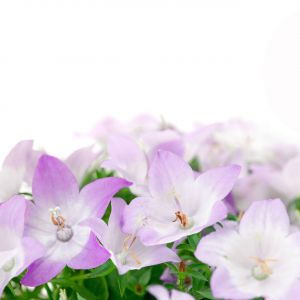 Fleurs en Cloche Violettes