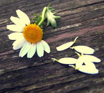 Marguerite sur Bois