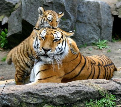 Tigres Joueurs