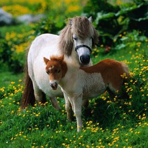 Poneys mignons dans un champ de fleurs